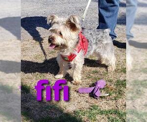 Silky Terrier Dogs for adoption in Seaford, DE, USA