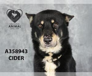 Shepradors Dogs for adoption in Stockton, CA, USA