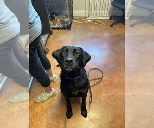 Labrador Retriever-Unknown Mix Dogs for adoption in Bolivar, MO, USA