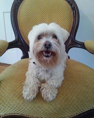 Lhasa Apso-Unknown Mix Dogs for adoption in Edgewater, NJ, USA