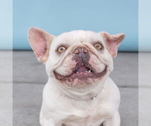 French Bulldog Dogs for adoption in Pasadena, CA, USA