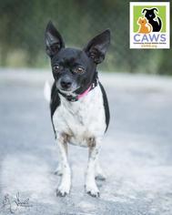 Medium Photo #1 Beagle-Chihuahua Mix Puppy For Sale in Salt Lake City, UT, USA