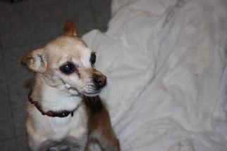 Chihuahua Dogs for adoption in Chicopee, MA, USA