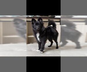 Pomeranian Dogs for adoption in San Antonio, TX, USA
