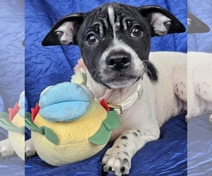 Mutt Dogs for adoption in Cuba, NY, USA