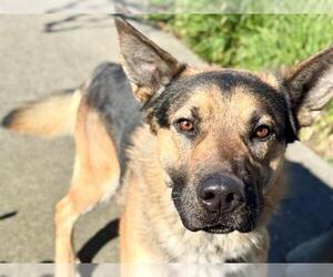 German Shepherd Dog Dogs for adoption in Petaluma, CA, USA