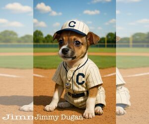 Chipin Dogs for adoption in The Woodlands, TX, USA