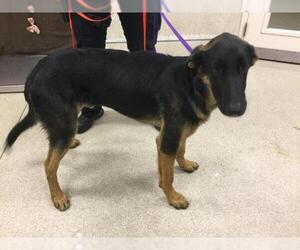 German Shepherd Dog Dogs for adoption in Riverside, CA, USA