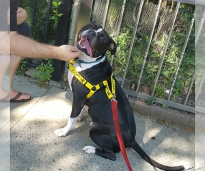 American Staffordshire Terrier-Unknown Mix Dogs for adoption in Brooklyn, NY, USA