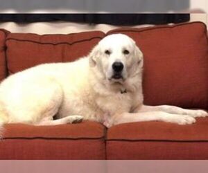 Great Pyrenees Dogs for adoption in Longview, TX, USA