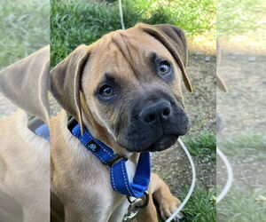 Mastiff-Unknown Mix Dogs for adoption in Brewster, NY, USA