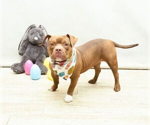 Mutt Dogs for adoption in Sanford, FL, USA