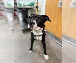 Labrador Retriever-Unknown Mix Dogs for adoption in Forestville, MD, USA