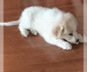Great Pyrenees Dogs for adoption in Vernon, IN, USA