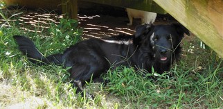 Border-Aussie Dogs for adoption in Newnan, GA, USA