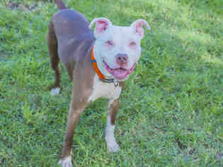 Small American Bulldog Mix