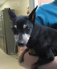 Miniature Pinscher Dogs for adoption in Johnson City, TN, USA