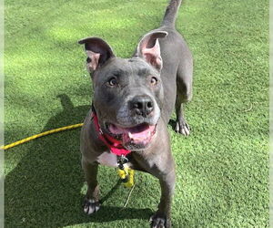 American Pit Bull Terrier-Unknown Mix Dogs for adoption in Las Vegas, NV, USA
