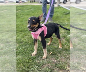 Mutt Dogs for adoption in Mundelein, IL, USA