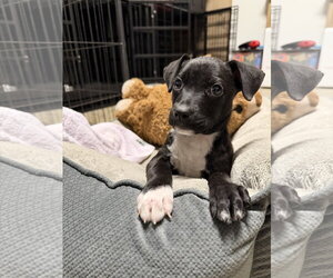 Labrador Retriever-Unknown Mix Dogs for adoption in The Woodlands, TX, USA