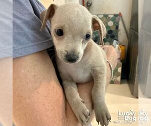 Chihuahua-Unknown Mix Dogs for adoption in Washington, DC, USA