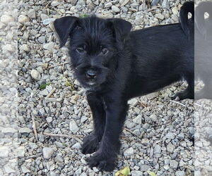 Miniature Schnauzer-Unknown Mix Dogs for adoption in Salt Lake City, UT, USA