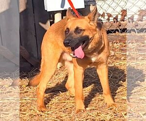 Mutt Dogs for adoption in Wetumpka, AL, USA