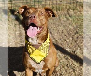 American Staffordshire Terrier-Unknown Mix Dogs for adoption in San Antonio, TX, USA