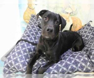 Mastador Dogs for adoption in Toronto, Ontario, Canada
