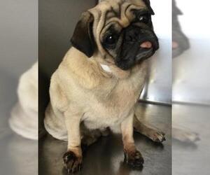 Pug Dogs for adoption in Riverside, CA, USA