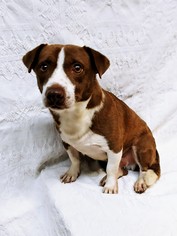 Medium Photo #1 Mutt Puppy For Sale in Lake City, MI, USA