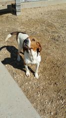 Medium Photo #1 Coonhound Puppy For Sale in Maquoketa, IA, USA