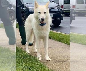 Alusky Dogs for adoption in Stephens City, VA, USA