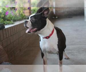 Boston Terrier Dogs for adoption in Great Bend, KS, USA