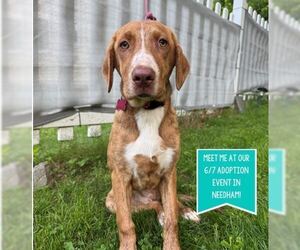 Mutt Dogs for adoption in Boston, MA, USA