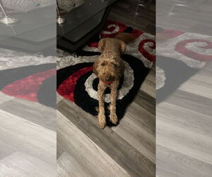 Goldendoodle Dogs for adoption in New Orleans, LA, USA