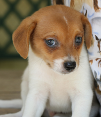 Cheeks Dogs for adoption in Monroe, GA, USA