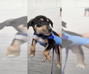 German Shepherd Dog-Unknown Mix Dogs for adoption in San Bernardino, CA, USA