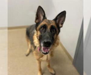 German Shepherd Dog Dogs for adoption in Aurora, CO, USA