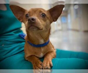 Chihuahua Dogs for adoption in Texas City, TX, USA