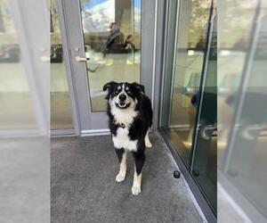 Australian Shepherd Dogs for adoption in San Martin, CA, USA