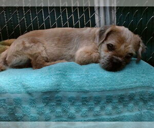 Mutt Dogs for adoption in Downey, CA, USA