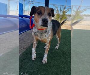 Beagle-Unknown Mix Dogs for adoption in HESPERIA, CA, USA