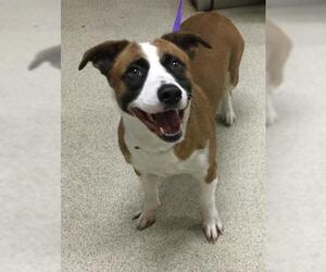 Pembroke Welsh Corgi-Unknown Mix Dogs for adoption in Riverside, CA, USA