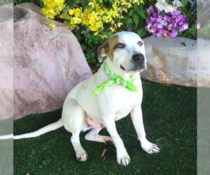 American Pit Bull Terrier-Unknown Mix Dogs for adoption in Oklahoma City, OK, USA