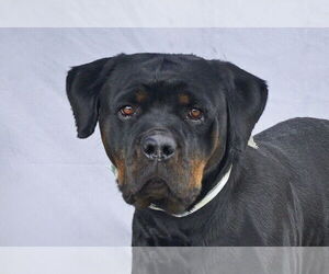 Rottweiler Dogs for adoption in Pasadena, CA, USA