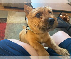 Norwich Terrier-Unknown Mix Dogs for adoption in Springdale, PA, USA