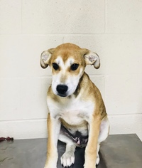 Alaskan Husky-Labrador Retriever Mix Dogs for adoption in Albemarle, NC, USA