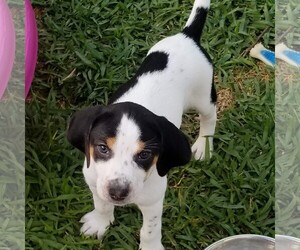 Pointer-Treeing Walker Coonhound Mix Dogs for adoption in Seminole, FL, USA