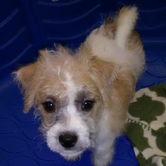 Jackie-Bichon Dogs for adoption in Commerce, GA, USA
